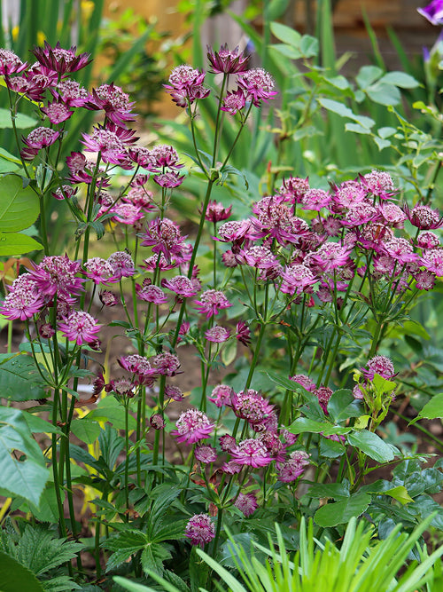 Buy Astrantia Major Venice