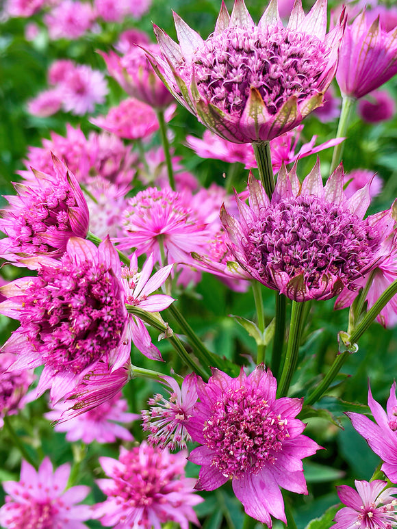 Astrantia Major Venice Bare Roots