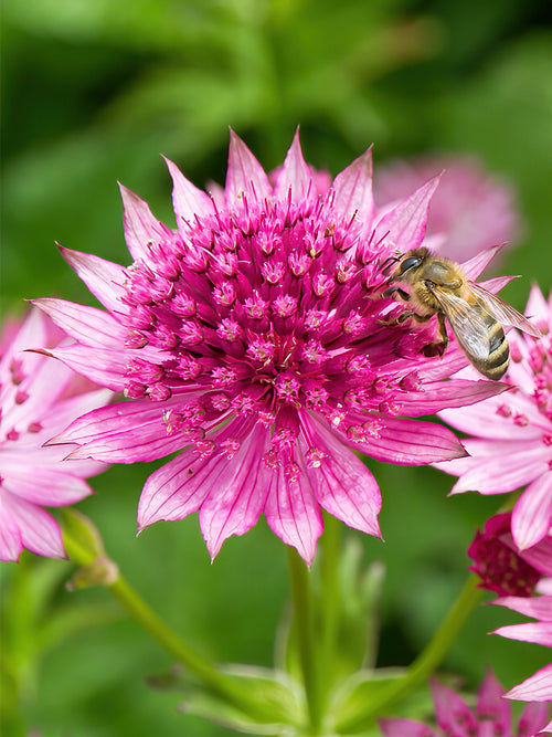 Astrantia Major Venice spring delivery in the EU