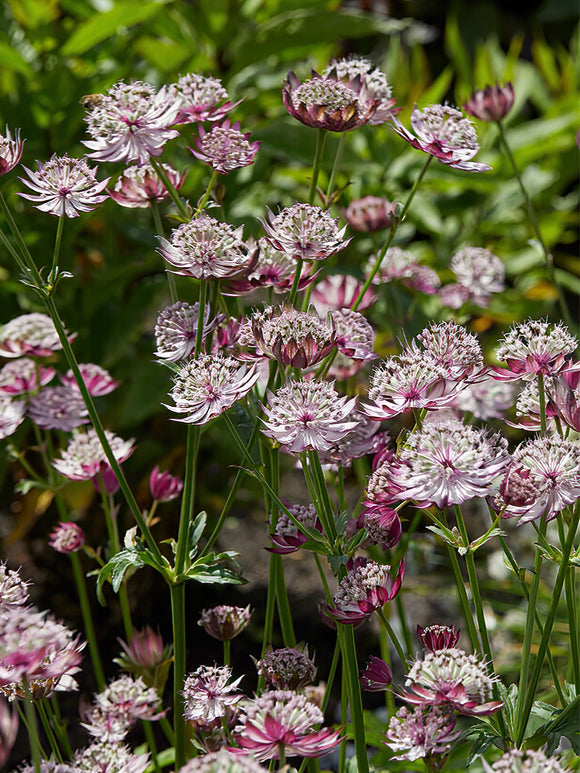 Astrantia Midnight Owl Bare Roots EU shipping