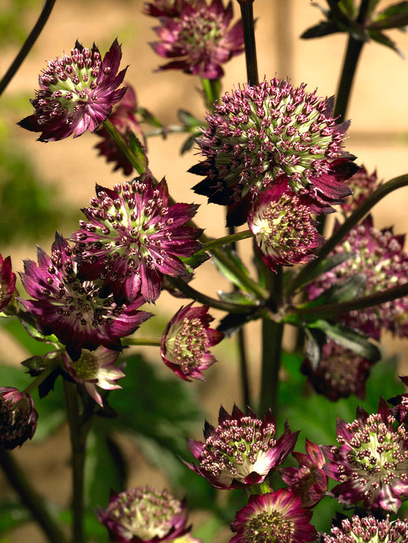 Buy Astrantia 'Moulin Rouge' perennial, spring delivery