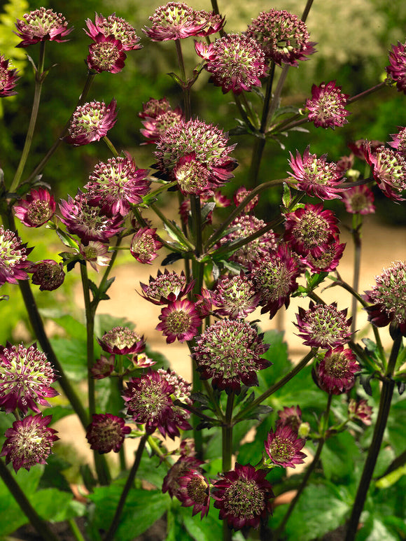 Astrantia 'Moulin Rouge' with deep crimson-red flowers