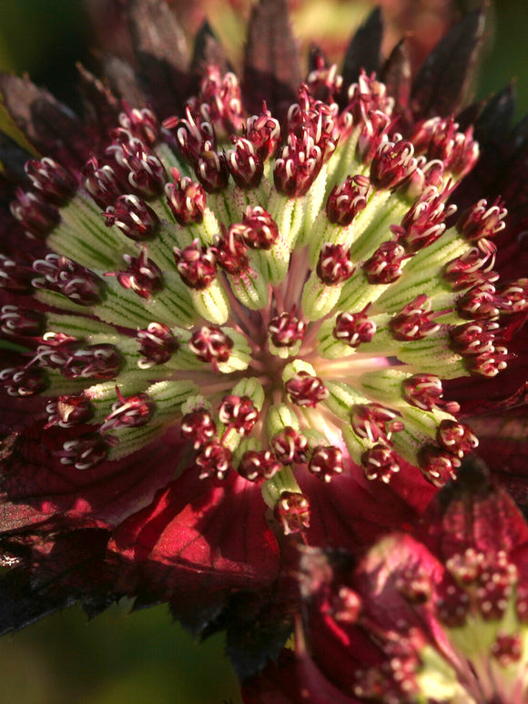Astrantia 'Moulin Rouge' perennial for sunny and partly shaded gardens