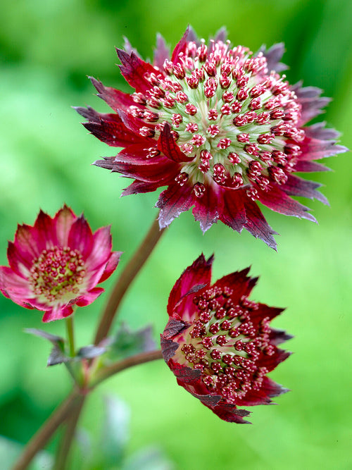 Astrantia 'Moulin Rouge' with rich burgundy flowers