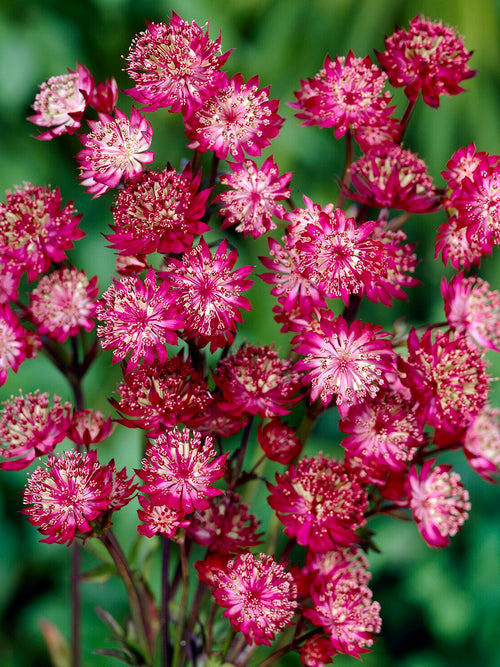 Astrantia 'Moulin Rouge' with a long flowering season