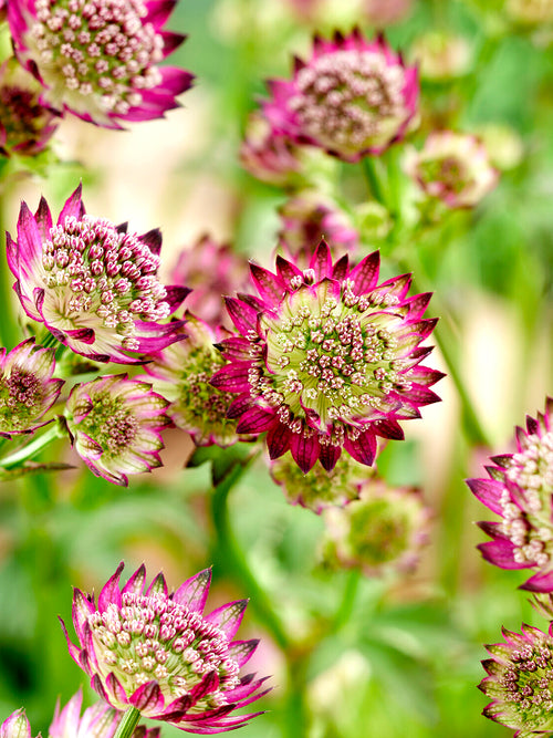 Astrantia 'Moulin Rouge'