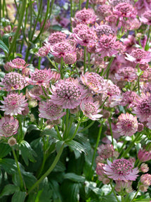 Astrantia major Pink Button