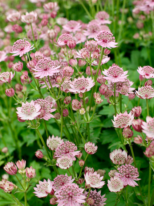 Buy Astrantia major 'Pink Button' perennial, spring delivery