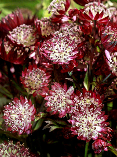 Buy Astrantia major 'Red Button' perennial, spring delivery
