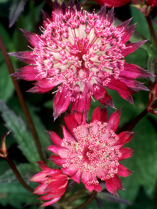 Buy Astrantia major 'Red Button' Masterwort bare roots online
