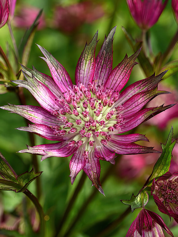 Astrantia Star of Love bare roots for spring planting in the EU