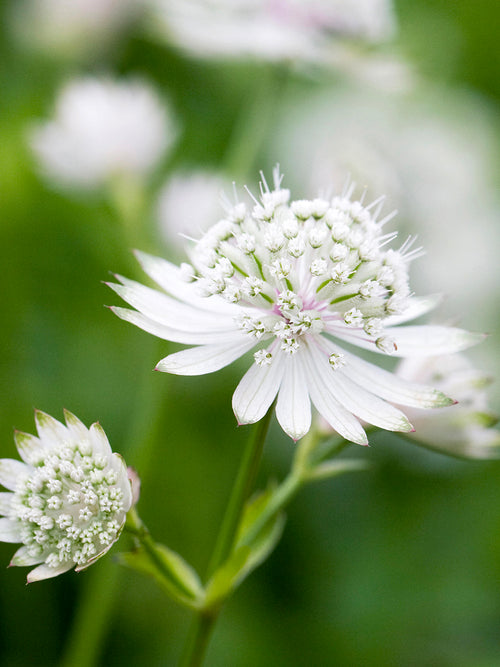 Buy Astrantia major 'White Button' Masterwort online