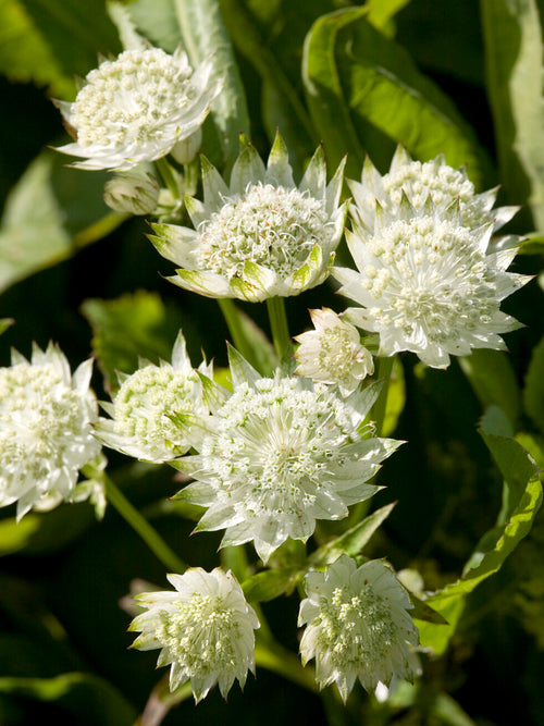 Buy Astrantia major 'White Button' Masterwort online
