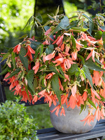 Begonia Boliviensis San Francisco