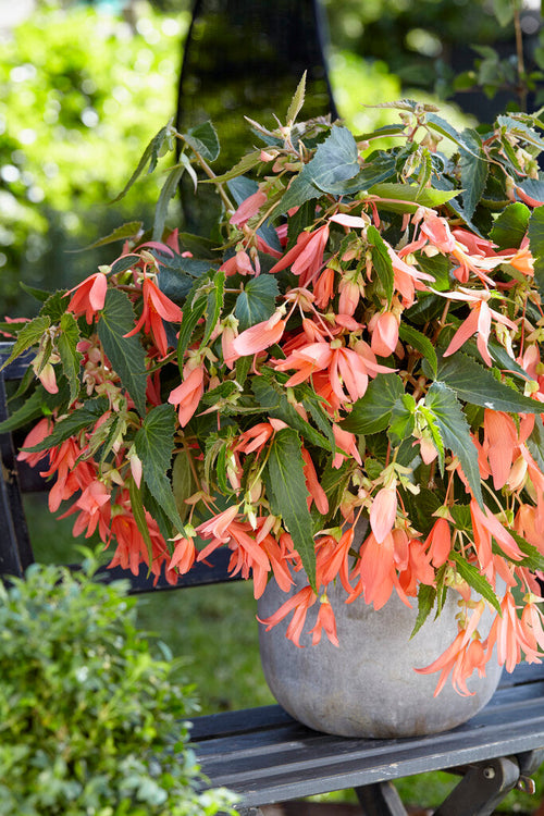 Begonia Bulbs Boliviensis San Francisco EU delivery