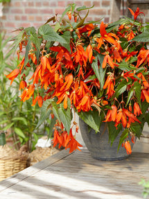 Begonia Boliviensis Santa Cruz