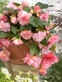 Begonia Cascade Florence