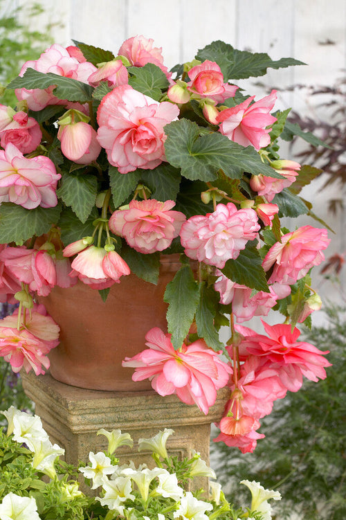 Begonia Tubers Cascade Florence in soft pink and white shades EU shipping