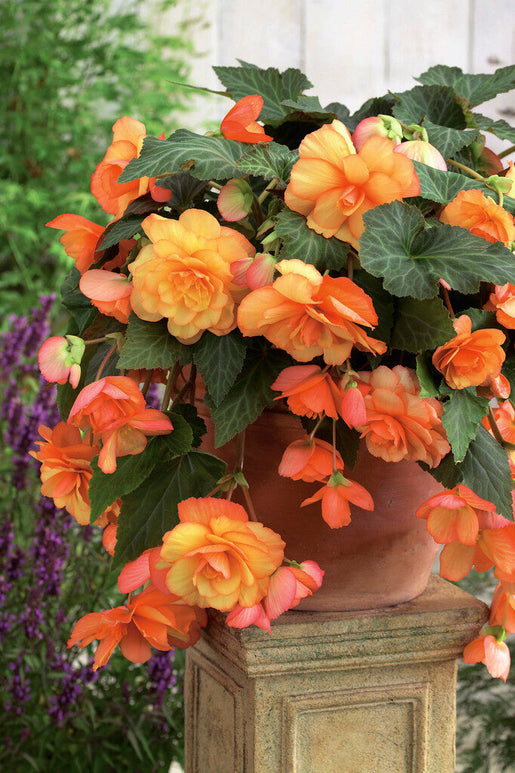Begonia Tubers Cascade Sunray for spring planting in the EU