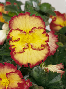 Begonia Crispa Marginata Yellow/Red