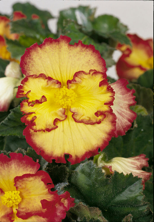 Begonia 'Crispa Marginata Yellow / Red' spring planting in the EU