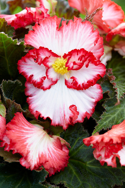 Begonia 'Crispa Marginata' White-Red Bulbs EU shipping