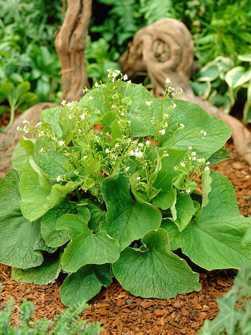 Brunnera Betty Bowring Bare Roots shipping in the EU