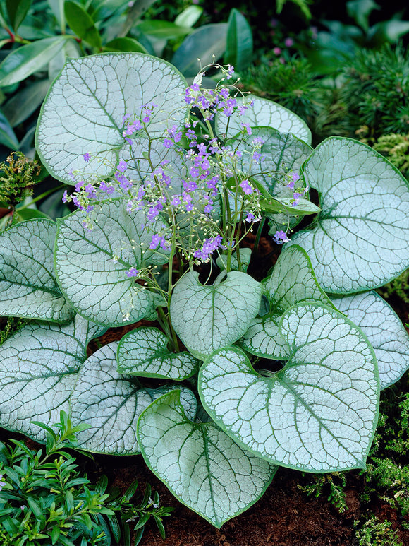 Brunnera Jack Frost Bare roots order online for EU shipping 