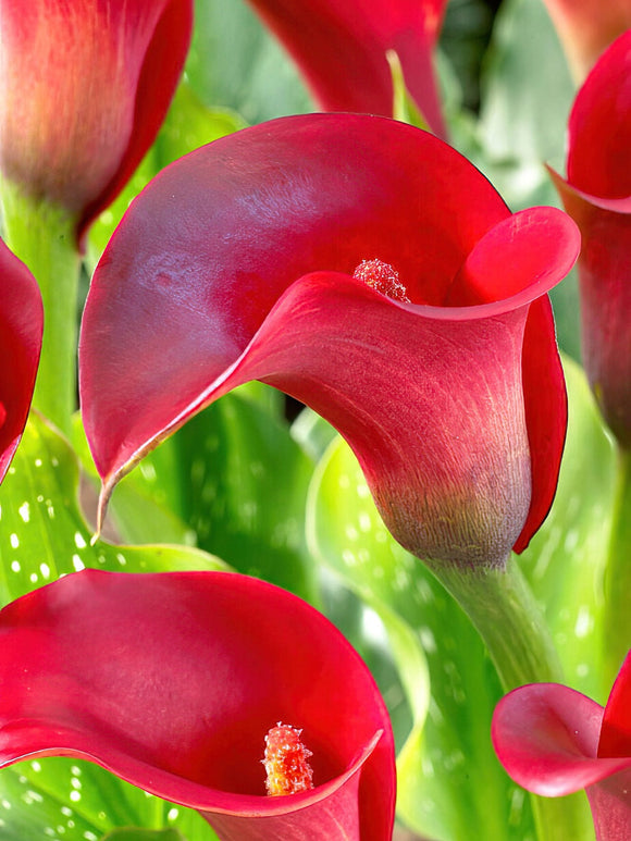 Calla Lily Callafornia Red Bulbs - UK