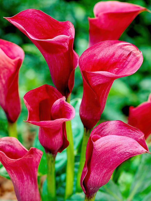 Calla Lily Bulbs Callafornia Red