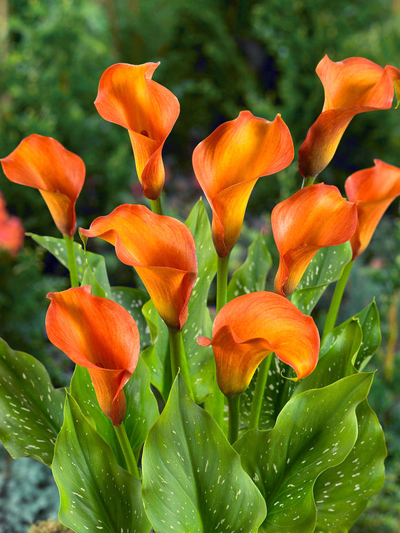 Calla Lily Captain Odeon bulbs 