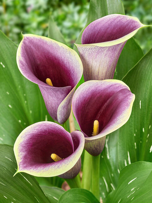 Calla Lily Captain Ranomi bulbs 