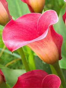 Calla Lily Captain Romance