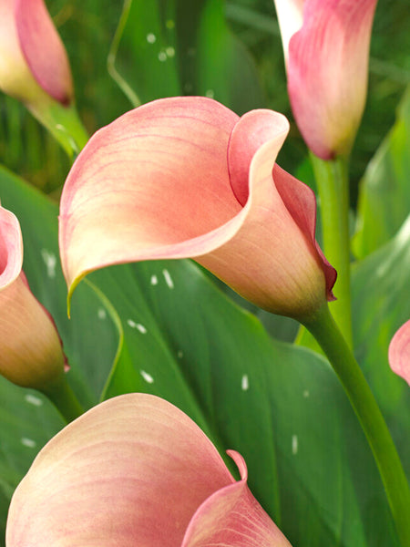 Calla_Lily_Captain_Rosette-