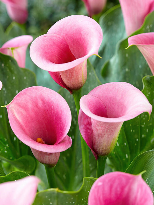 Calla Lily Bulbs Captain Violetta