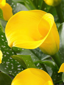 Calla Lily Copacabana