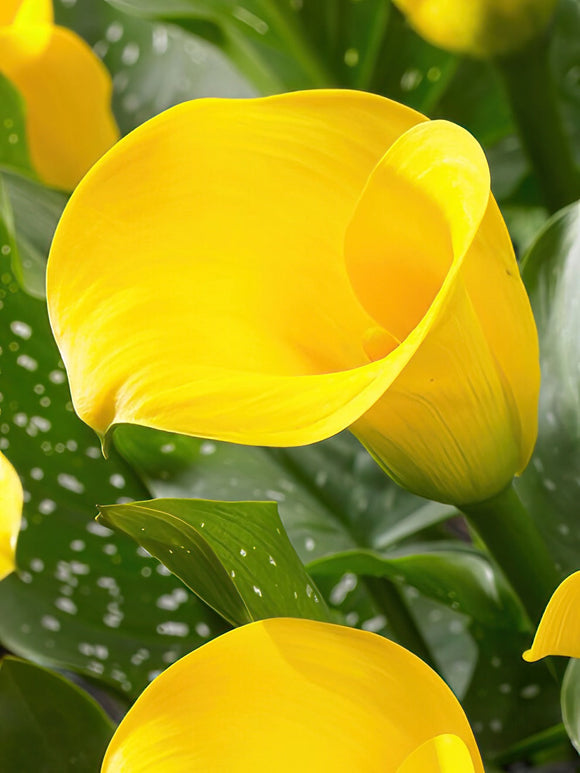 Buy Calla Lily Copacabana Bulbs