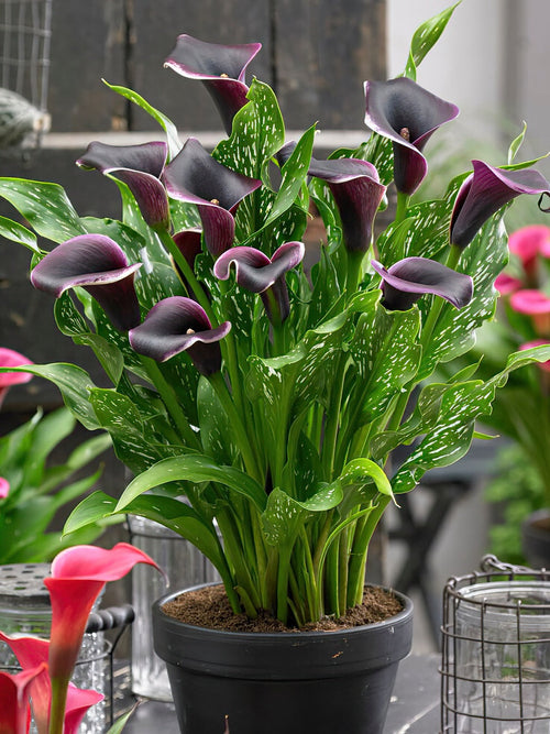 Calla Lily Dubai Nights bulbs