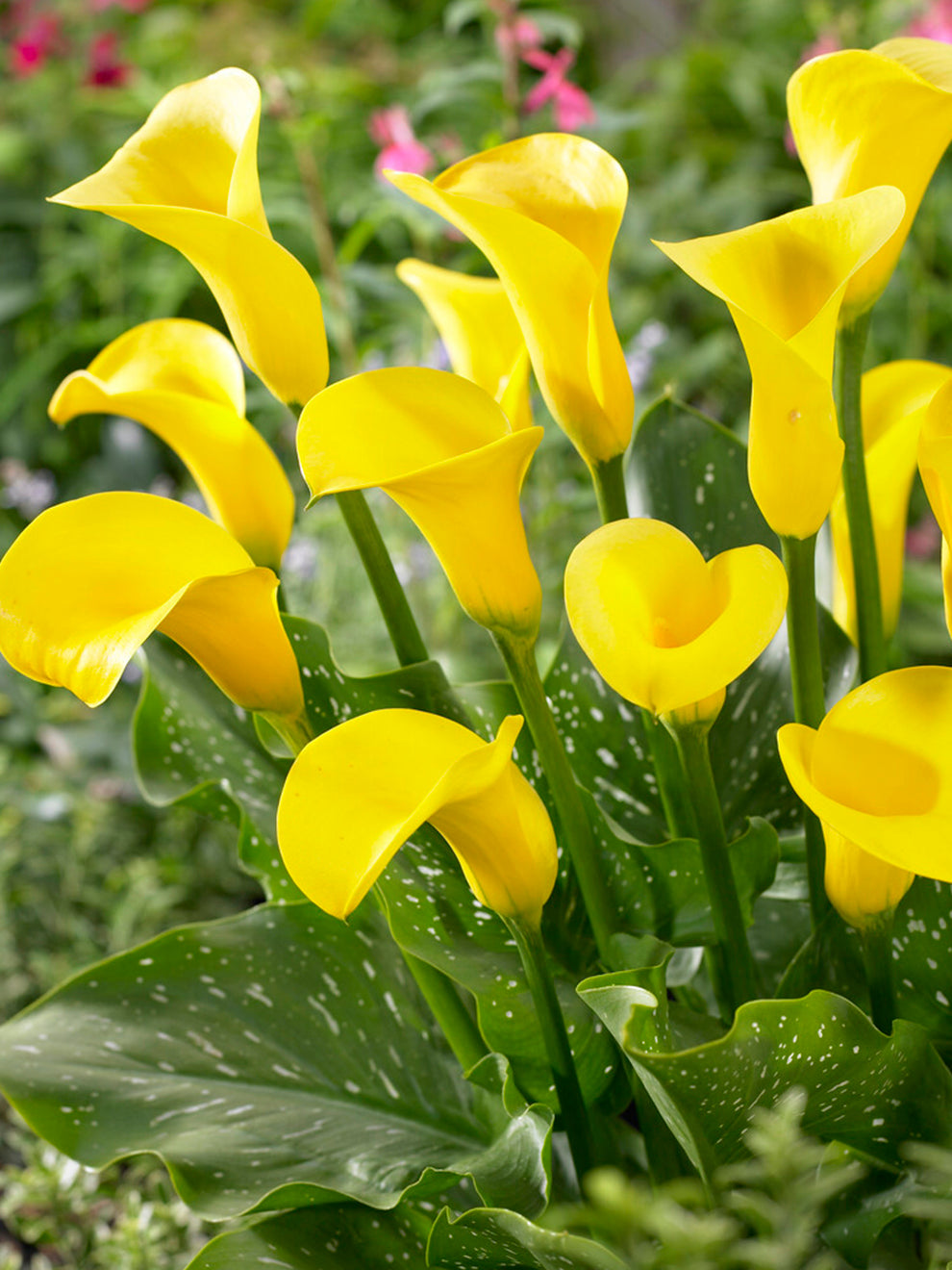 Calla Spring Rose Calla Lily Goldcup | Calla Lily Bulbs | DutchGrown™