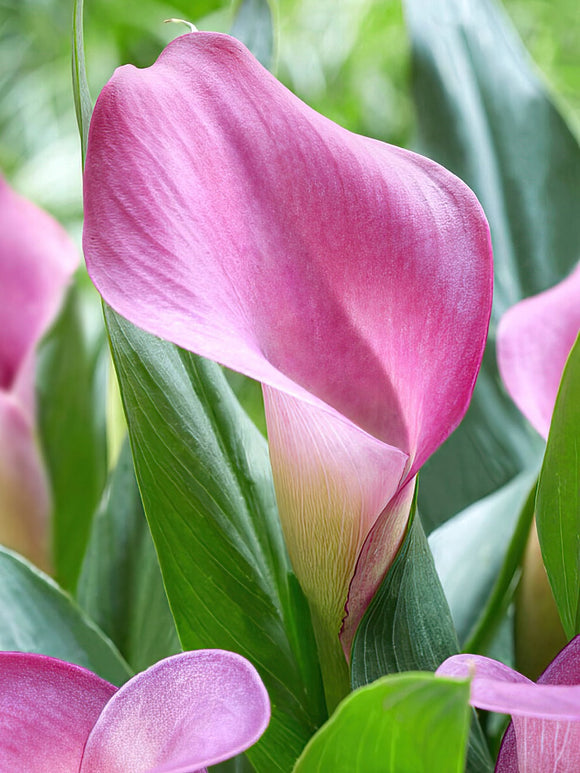 Calla Lily Bulbs Grape Velvet