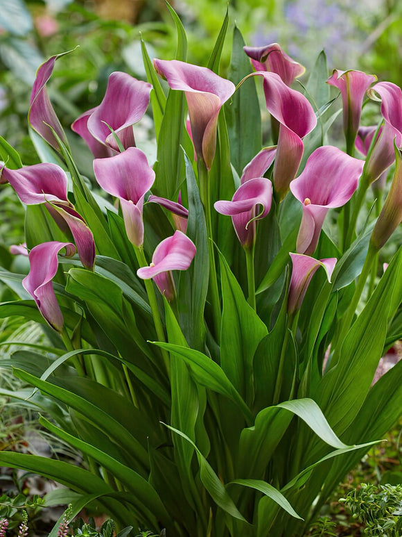 Buy Calla Lily Grape Velvet Bulbs