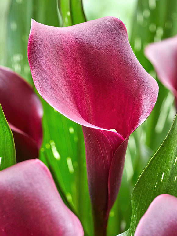 Calla Lily Macau Bulbs