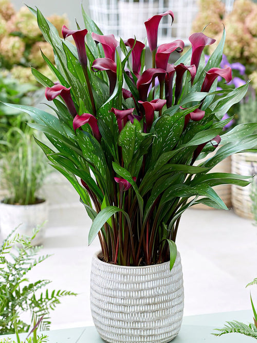 UK - Calla Lilies Bulbs Macau