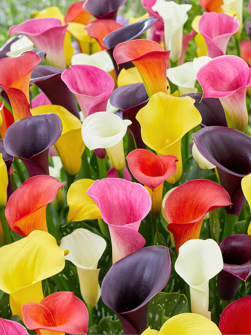 Calla Lily Mixed bulbs for spring planting