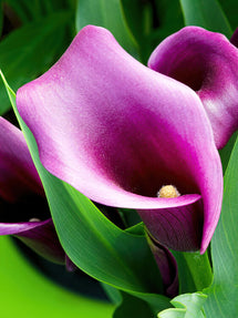 Calla Lily Paco