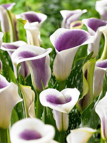 Calla Lily Picasso