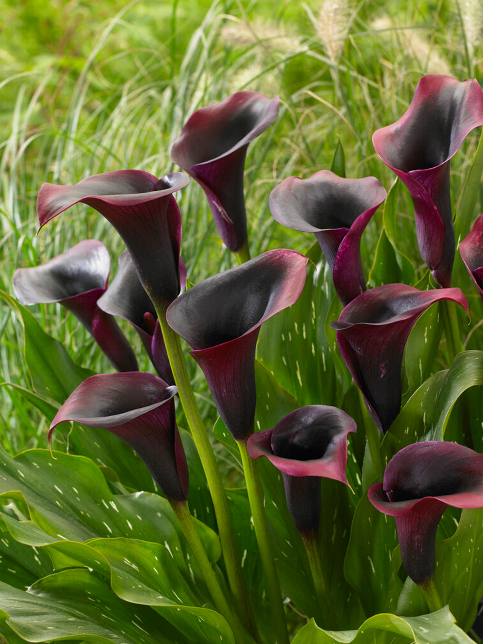 Calla Lily Rudolph | Calla Lily Bulbs | DutchGrown™
