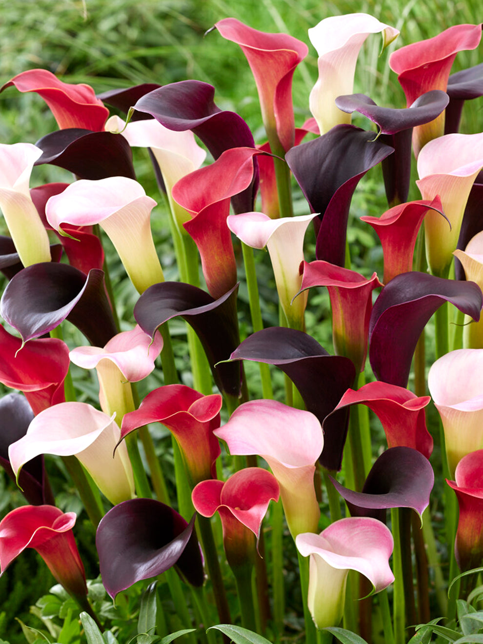 Calla Lily Twilight Trio Collection | Calla Lily Bulbs | DutchGrown™