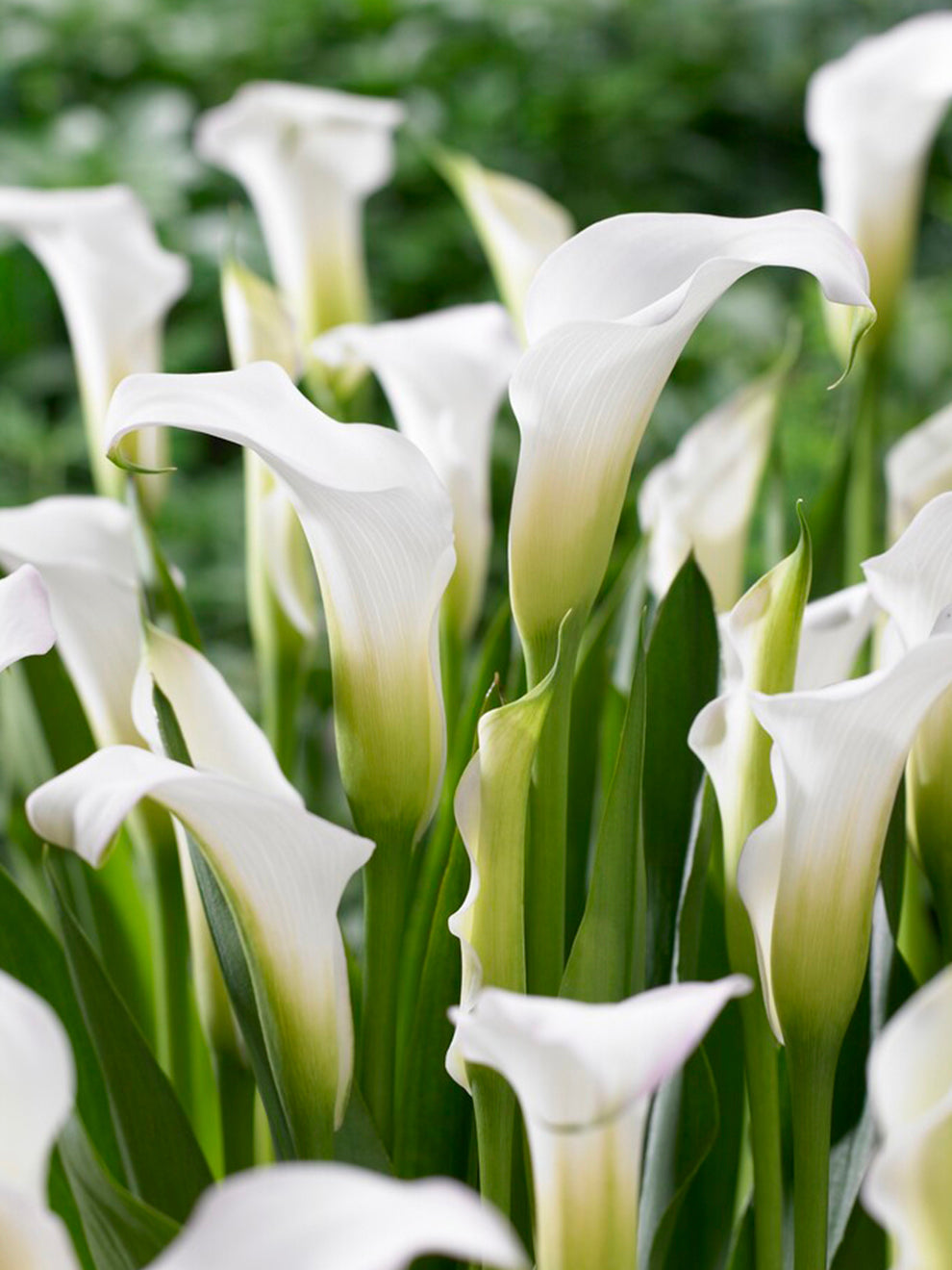 Calla Calla Lily White Art | Calla Lily Bulbs | DutchGrown™