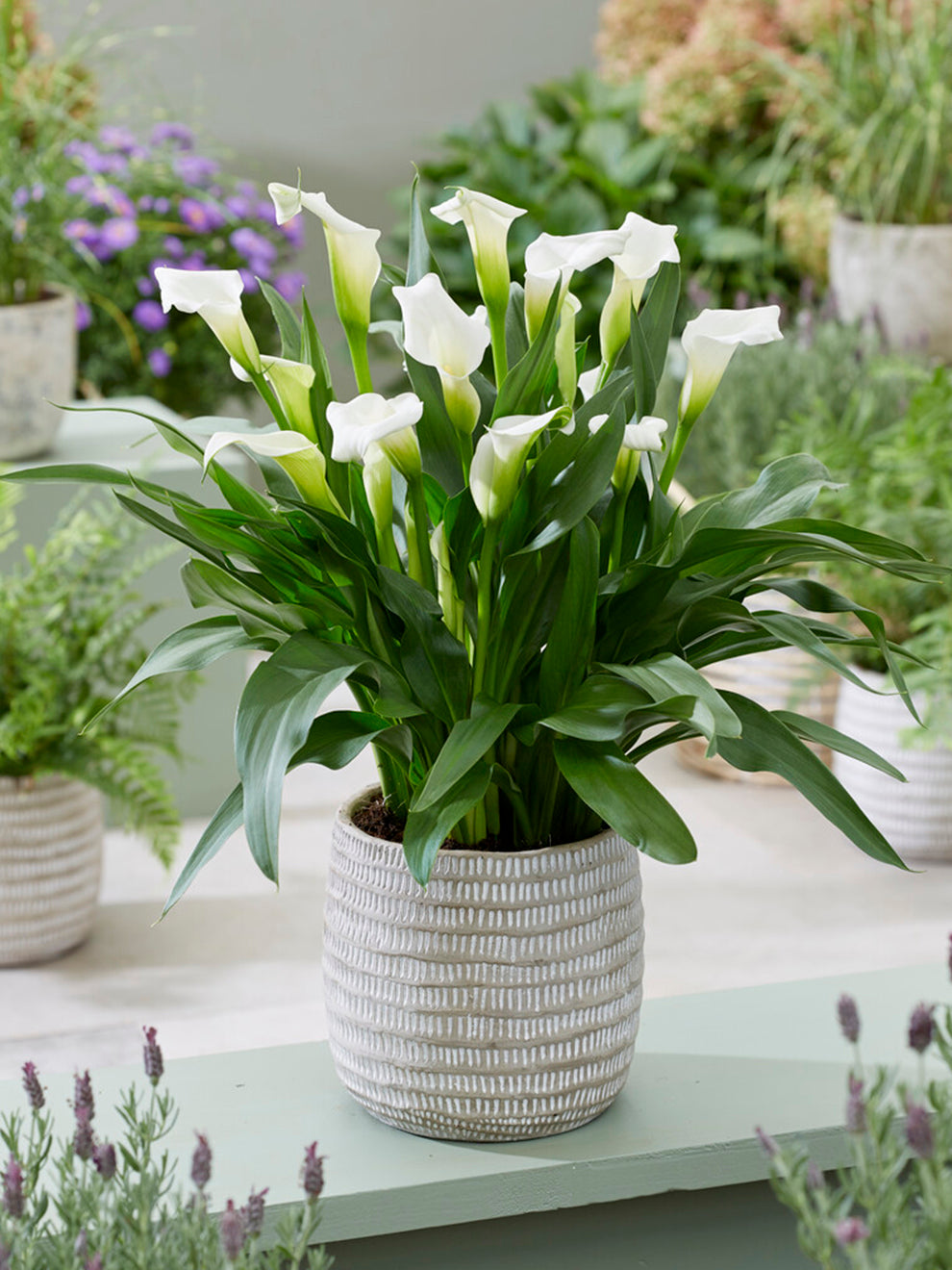 Witte Calla Calla Lily White Art | Calla Lily Bulbs | DutchGrown™